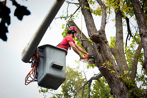 Best Emergency Tree Removal  in Bellevue, PA